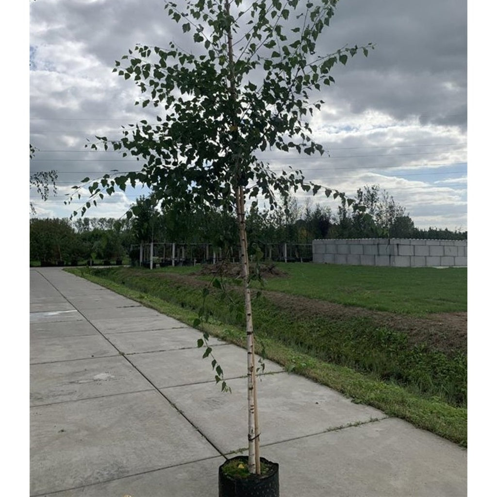 Glasbjörk – Betula p. 'Zwitsers Glorie' - 12/14 RB